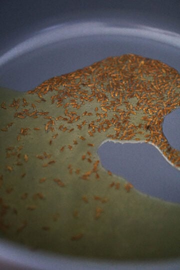 Heated oil in a pan with jeera seeds.