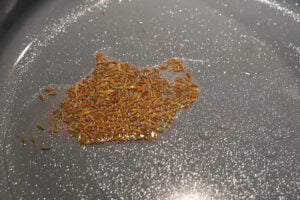 Jeera seeds in oil in a pan.