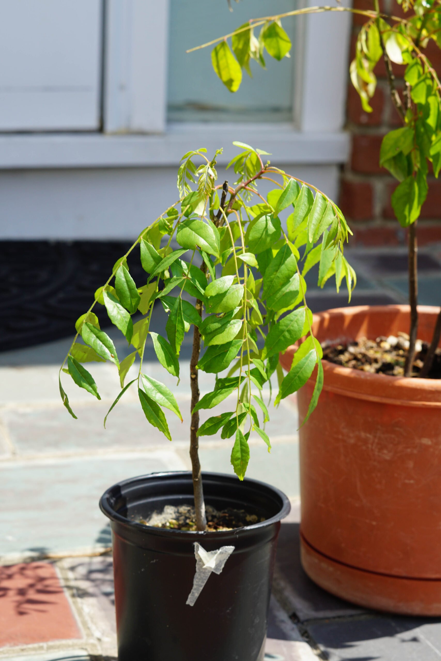 How To Grow Curry Leaf Plant Or Kadi Patta Some Indian Girl