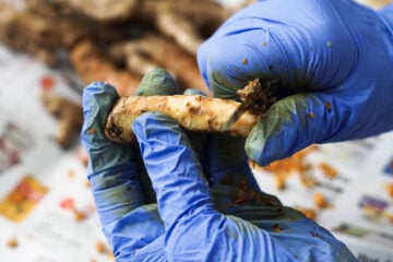 Peeling white turmeric root.