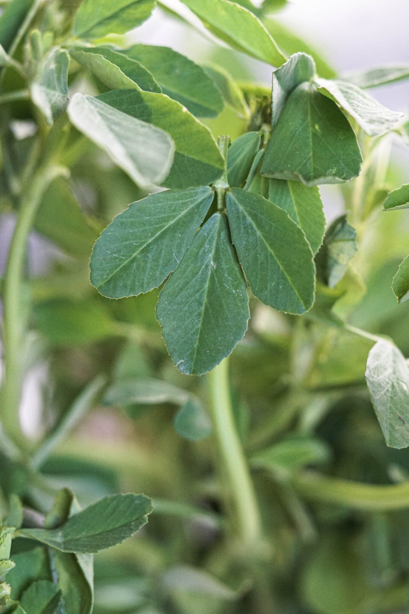 Best Fenugreek Substitute (Leaves, Seeds, Kasoori Methi) Some Indian Girl