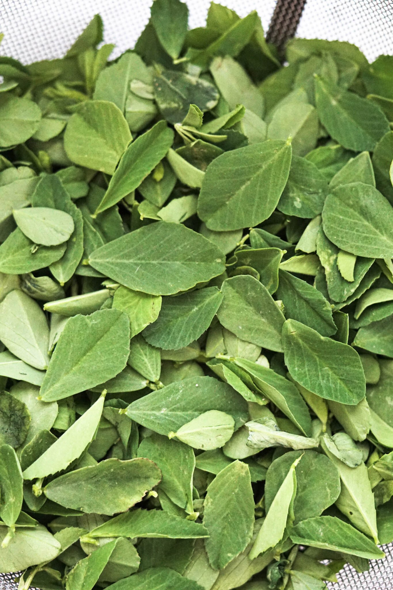 Best Fenugreek Substitute (Leaves, Seeds, Kasoori Methi) Some Indian Girl