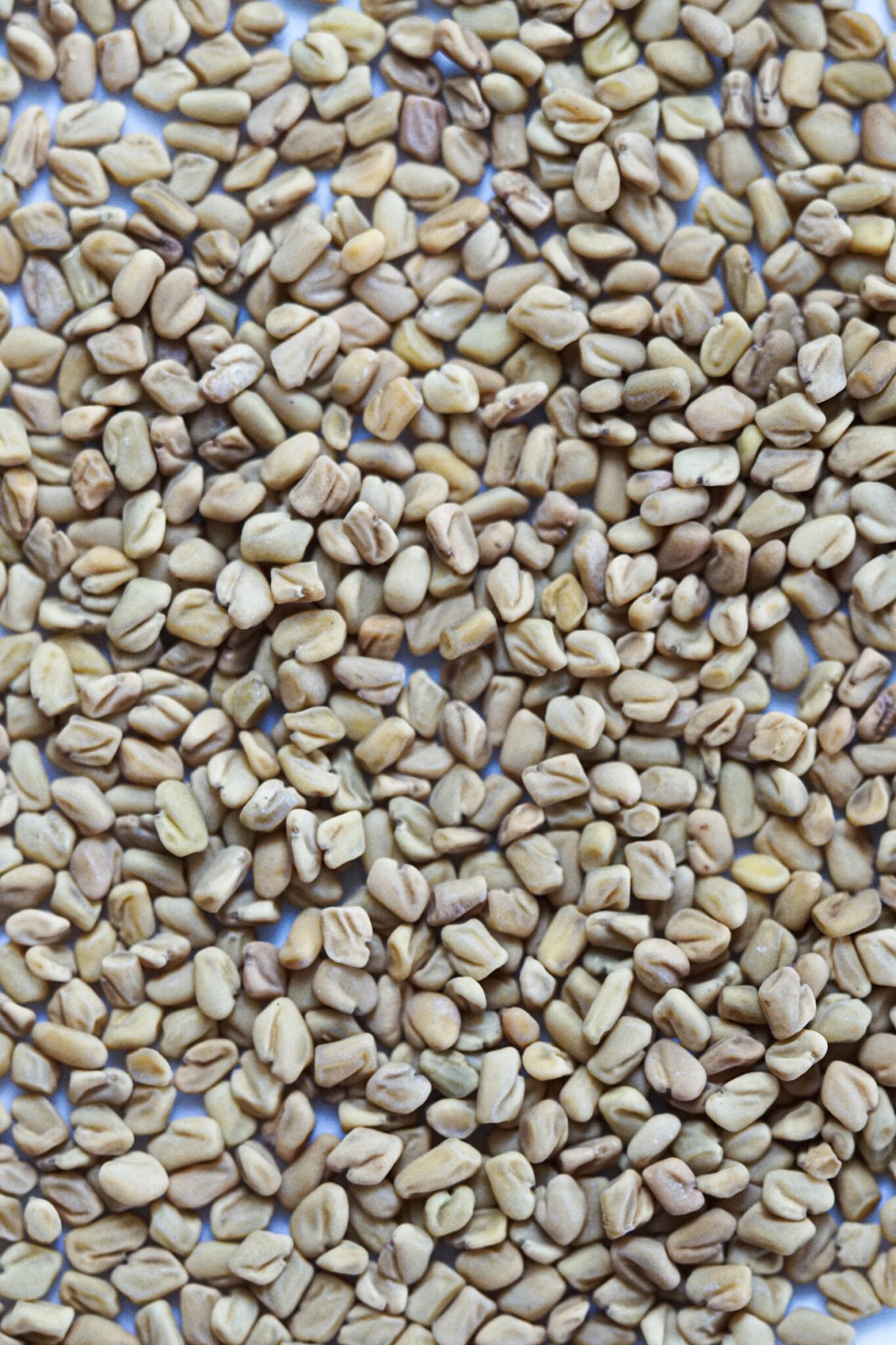 Best Fenugreek Substitute (Leaves, Seeds, Kasoori Methi) Some Indian Girl